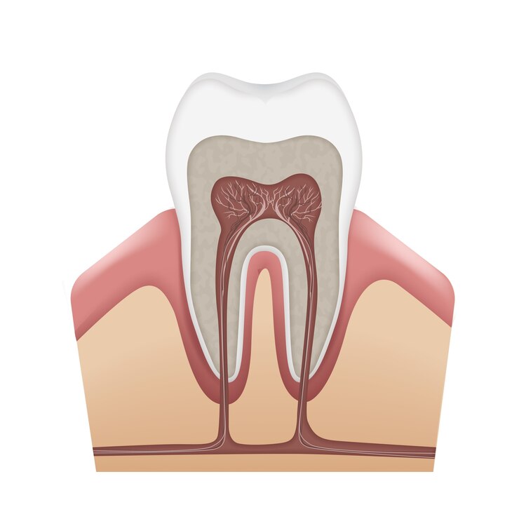 vector-human-tooth-anatomy-enamel-dentin-pulp-gums-bone-cementum-root-canals-nerves-blood-vessels-isolated-white-background_1284-45552